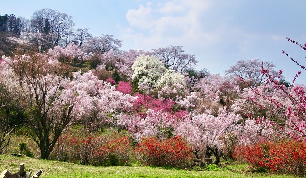花見山