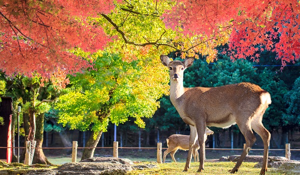 奈良公園